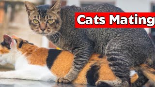 Cats Mating  How Cats Mate [upl. by Kcirtap554]