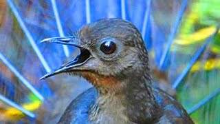 AMAZING VOICE THAT COMES FROM A BIRD  SUPERB LYREBIRD LITERALLY SINGING [upl. by Adlare]