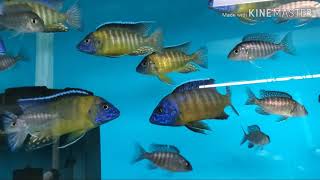 The Cichlid Shack shipment walkthrough January 18 2020 [upl. by Erdnaed]