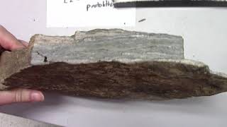 A4 Mylonite 1 hand sample [upl. by Namhar]