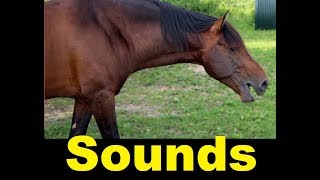 Horse Whinny Sound Effects All Sounds [upl. by Terrance]