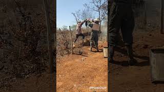 Captura de abelhas Apis melifera alojadas em cupinzeiro Boa quantidade de mel [upl. by Socha]