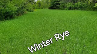 Winter Rye food plot in August See our deer pond Establishing a Clover plot in the fall [upl. by Gabriel836]