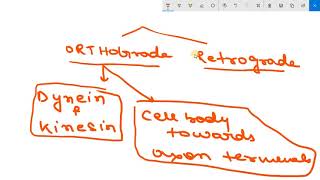 AXONAL TRANSPORT  ORTHOGRADE AND RETROGADE TRANSPORT [upl. by Elcarim]