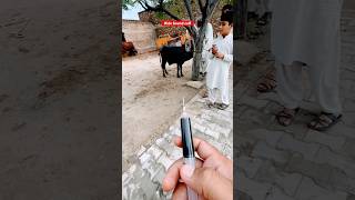 Ectoparasites  endoparasites  weight loss  anemia  animals cattledisease cowdisease vet cow [upl. by Roderica]