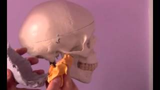 Cranial Bone Motions [upl. by Nirat426]