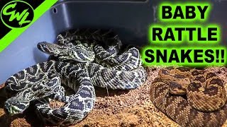 BABY RATTLESNAKES [upl. by Lrig]