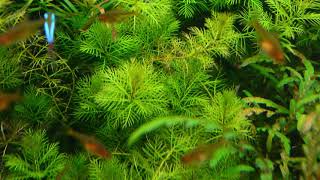 myriophyllum mattogrossense green aquarium plant [upl. by Danelle]