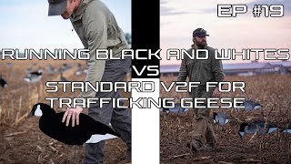 flocked decoys vs painted v2 divebomb goose decoys  bco review [upl. by Valentine377]