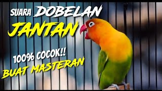 PALING DICARI  Masteran Dobelan Lovebird Konslet Jantan [upl. by Tiga]