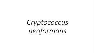 Cryptococcus neoformans  Microbiology [upl. by Ydollem297]