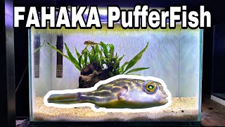 Fahaka pufferfish tank Setup  tetradon Lineatus [upl. by Alberic]