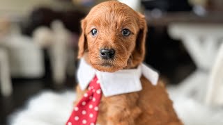 Puppy Temperament Evaluation Doodles and Doxies Chili Goldendoodle [upl. by Akoyin]