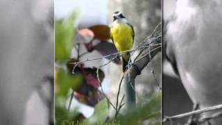 Birding the Lower Rio Grande Valley and South Texas [upl. by Lucier]