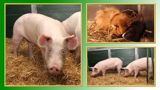 Kleintiervermittlung  FebruarMärz 2016 Tierheim Hannover TV [upl. by Dallon226]