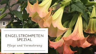 DIYGARTENTIPP ENGELSTROMPETEN Tipps zu Pflege amp Vermehrung mit Buchtipp von Margit Strak [upl. by Moon]