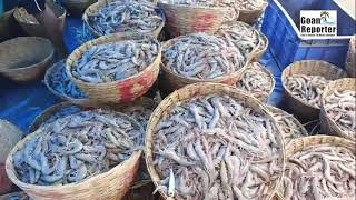 Goan Reporter BUMPER FISH CATCH AT CARANZALEM BEACH ON FRIDAY [upl. by Alegnad700]