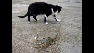 Cats amp Crabs fighting compilation [upl. by Dnalloh172]