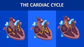 Cardiovascular physiology  the cardiac cycle systole and diastole [upl. by Ginger]