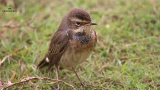 Bluethroat  Luscinia svecica [upl. by Zumwalt738]