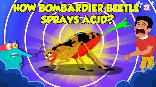 How Bombardier Beetle Sprays Acid  Beetle Defense Mechanism  Deadliest Insects  Dr Binocs Show [upl. by Inalan]