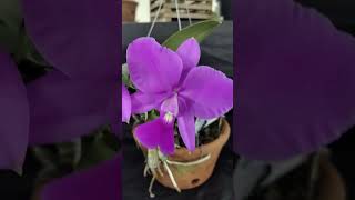 short orquideas Da exposição de Sorocaba [upl. by Nnaegroeg]