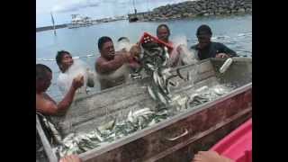 Guam USA Catching Atulailocal fish [upl. by Eiralam]