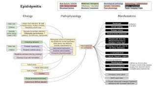 Epididymitis mechanism of disease [upl. by Nairod581]