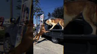 Central Asian Shepherd Dog vs Smaller Breed Dog FaceOffCanine ConfrontationBig vs Small liondog [upl. by Gwennie]