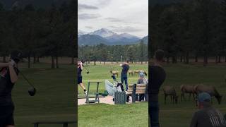 He was intentionally hitting golf balls at this elk  this was not the first What would you do [upl. by Teuton]