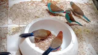 Purple Grenadier Waxbills amp Red Cheeked Cordon Bleu Waxbills [upl. by Asenev]