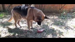 POKUŠAJ DA SE NE NASMIJEŠ  NJEMAČKI OVČAR😂 germanshepherd dog dogfunnyvideos funny funnyvideo [upl. by Fillender527]