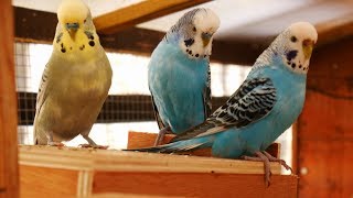 Over 2 Hours of Budgies Playing Singing and Talking in their Aviary [upl. by Htabazile505]