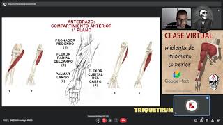 webinar mmss antebrazo [upl. by Gualtiero]