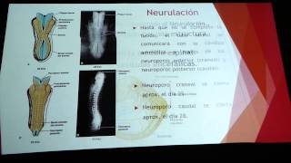 Embriología Langman Capitulo 6 Parte 1 [upl. by Tella]