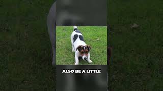 Rat Terrier vs Jack Russell Terrier  What is the Difference [upl. by Nefets353]