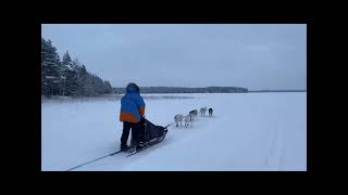 Rovaniemi Lapland Finland  Private 10km Husky Tour  Xmas Day 2023 [upl. by Walford559]