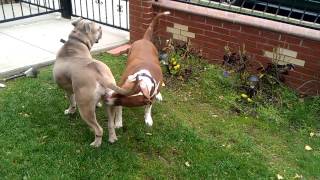 Bullmastiff x cane corso and pitbull [upl. by Elyr]