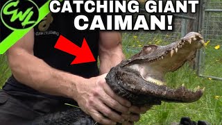 CATCHING MONSTER DWARF CAIMAN [upl. by Mou]