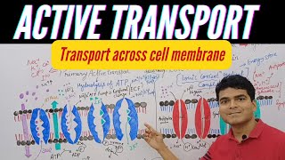 Active Transport  Primary and Secondary Active Transport  Symporter  Antiporter  HAP unit 1 [upl. by Mclyman]