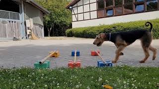 Cavaletti Work airedaleterrier dogtraining dogphysiotherapy cavaletti [upl. by Elburt946]