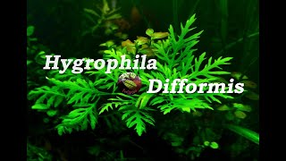 Hygrophila difformis Water Wisteria [upl. by Vatsug]