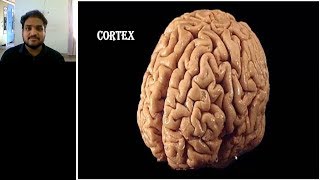 NEUROLOGY PRACTICAL ORIENTED THEORY DISCUSSION FOR MBBS STUDENTS CORTEXVIDEO 2 [upl. by Stephani]