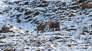 Red deer Stags foraging and fighting along Glen Clunie in Cairngorms National Park Scotland Dec 2023 [upl. by Worlock]