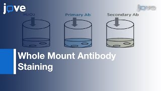 Method Whole Mount Antibody Staining In Chick l Protocol Preview [upl. by Cuttie]