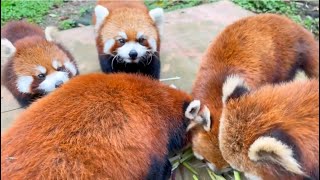 Red Panda ASMR Bamboo Eating redpanda cute [upl. by Timmons732]