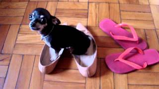 Pinscher 0  Meg [upl. by Hufnagel]