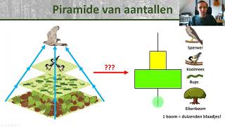 Bio  Voedselpiramides Piramide van aantallen en gewicht biomassa  Ecologie onderbouw 1 [upl. by Amadeus]