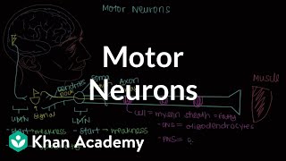 Motor neurons  Muscularskeletal system physiology  NCLEXRN  Khan Academy [upl. by Libbie]