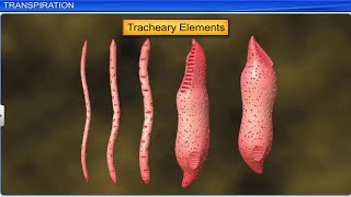 CBSE Class 11 Biology  Transport in Plants Part 2  Full Chapter  By Shiksha House [upl. by Heyman]